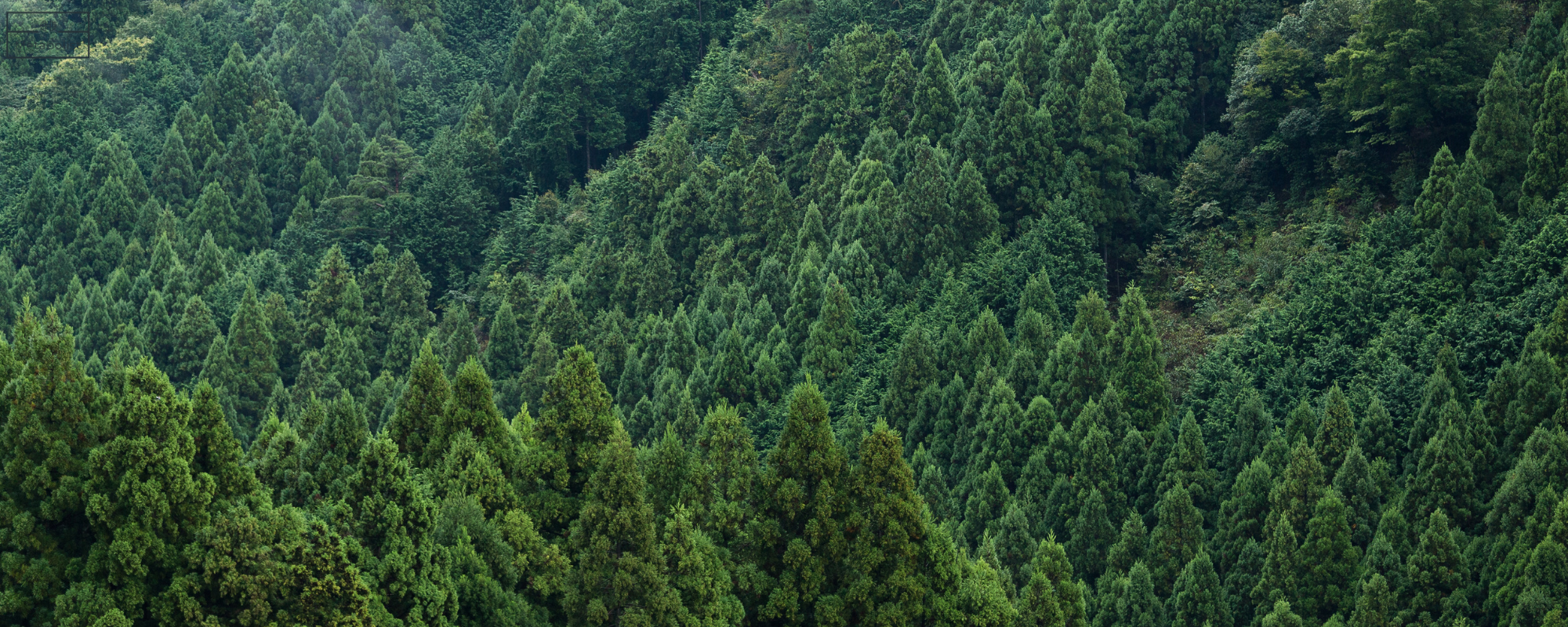 Tall green trees in a forest. Metabolist Sustainability One Bottle One Tree Forrest